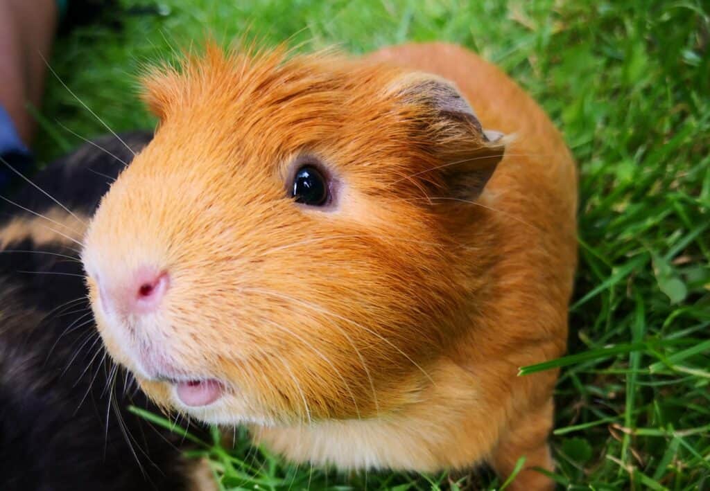 Clicker Training For Hamsters