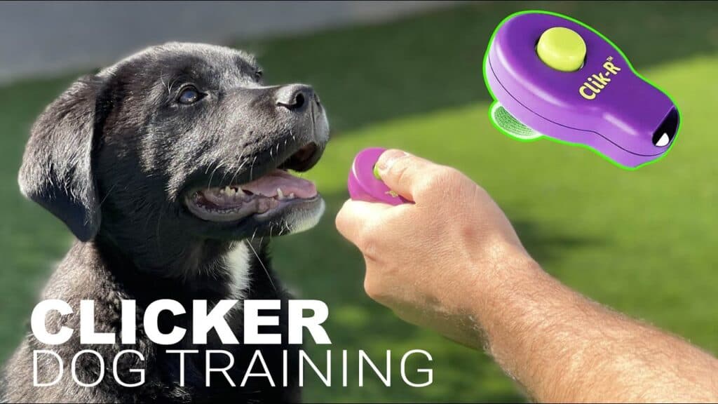 Clicker training for dogs