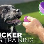 Clicker training for dogs