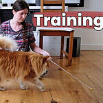 Clicker Training For Cats