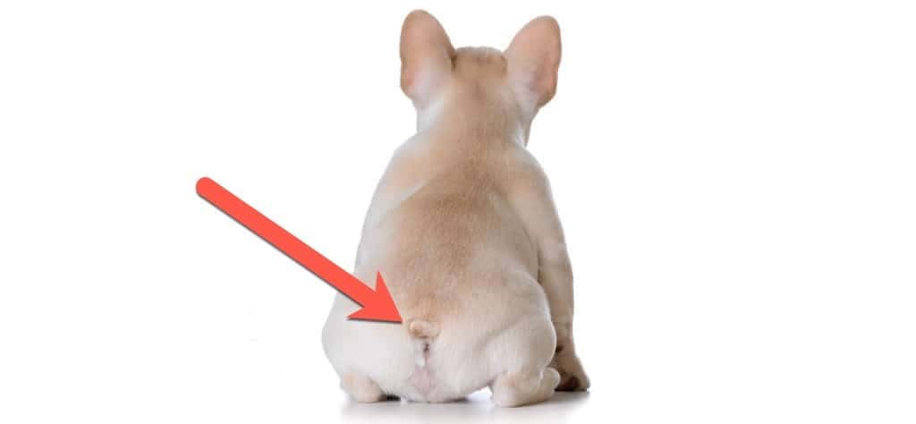 Do French Bulldogs have a tail
