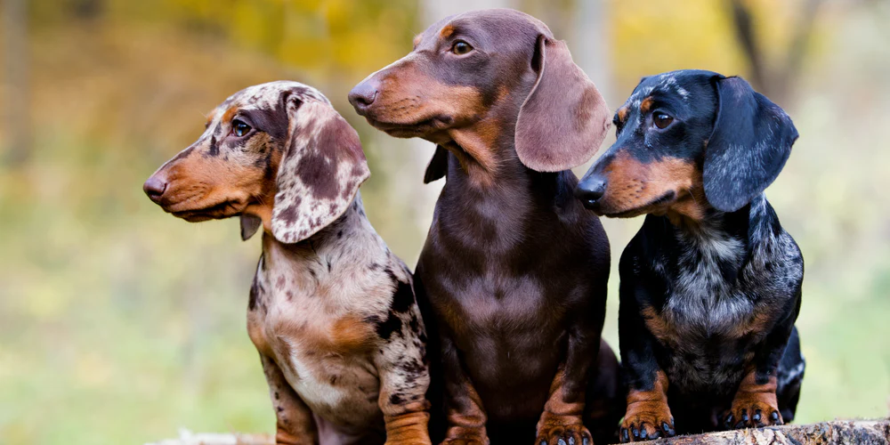 Why Dachshunds are the Worst Breed for First-Time Dog Owners?