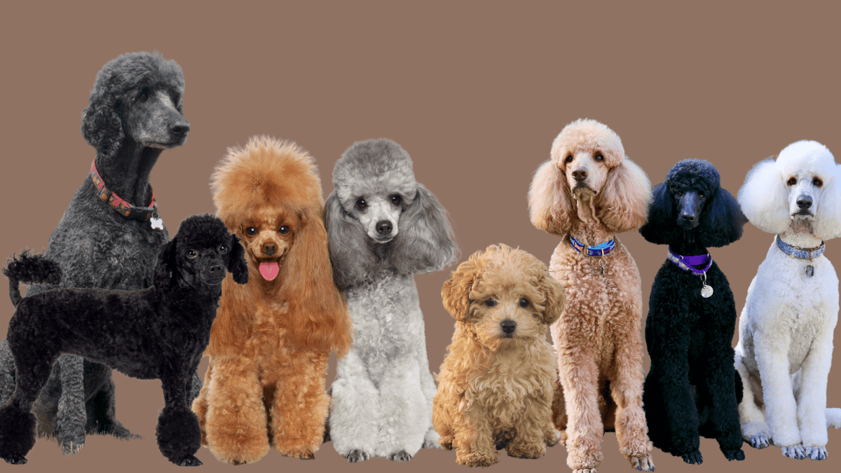 Why Poodles are the worst breed? Some may ask this!
