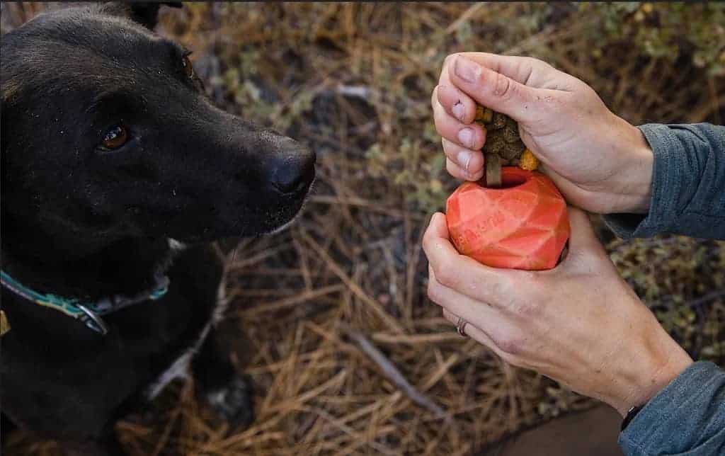 Tactical Treat Tossing: Improving Your Pet's Accuracy