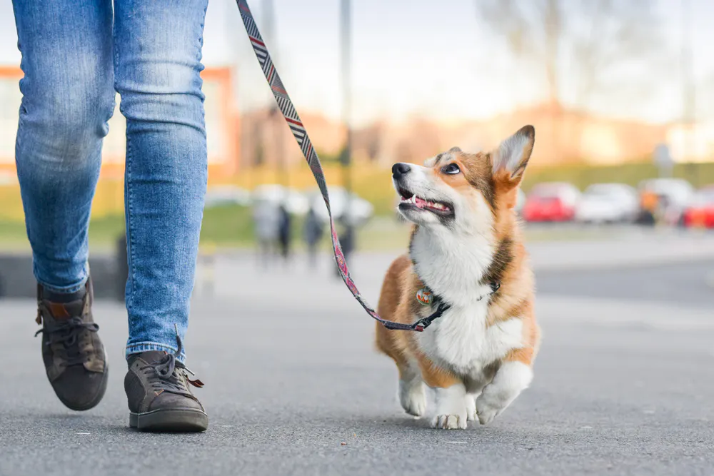 How to master Loose Leash Walking?
