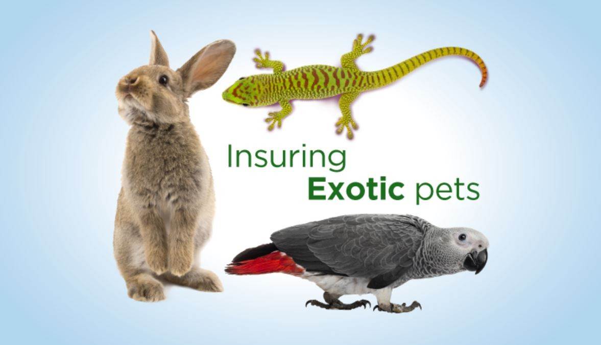 Pet Insurance For Exotic Pets